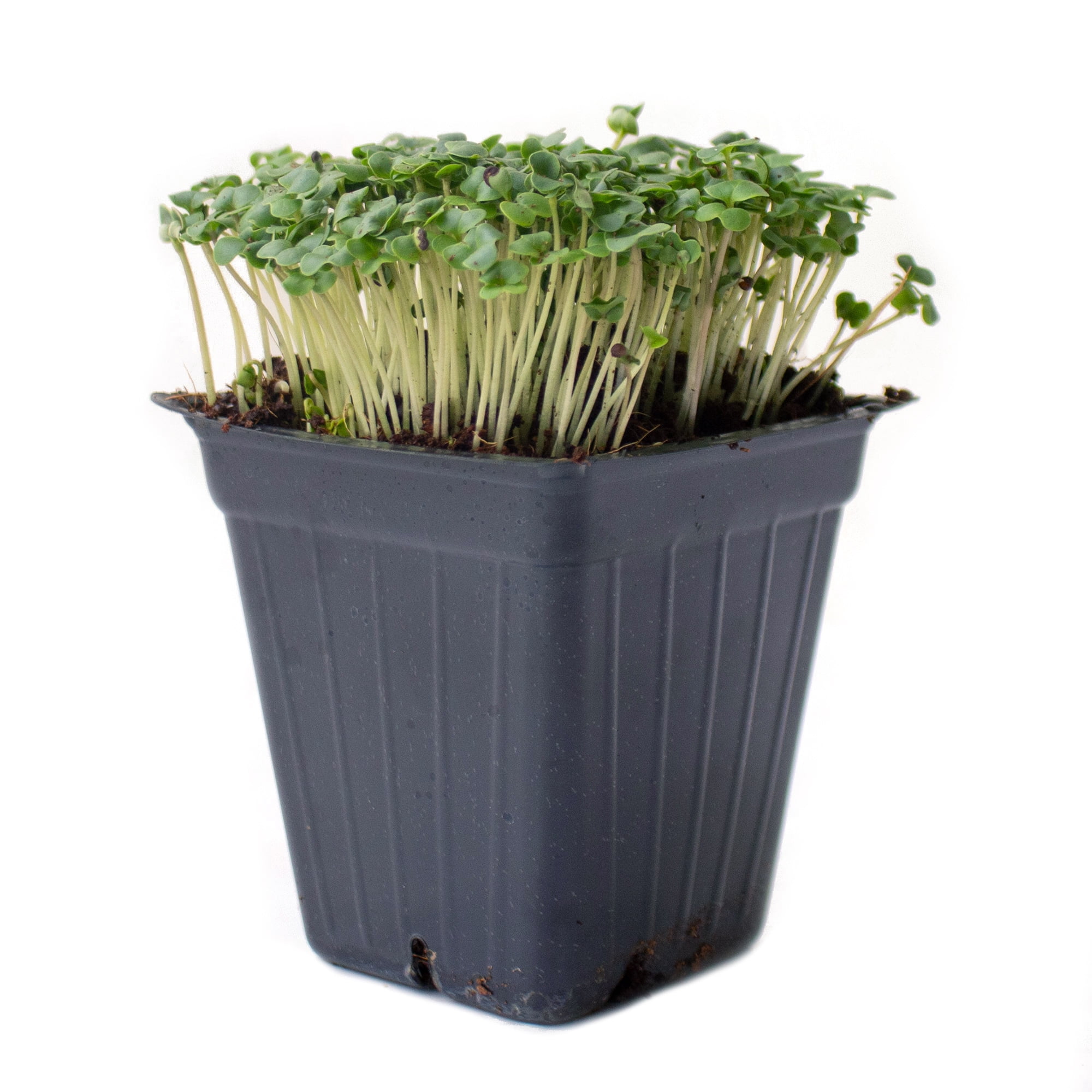 Broccoli Microgreens Seeds - 1 Lb ~16,000 Seeds - High Germination, Premium Seeds for Growing Broccoli Micro Greens - Non-GMO