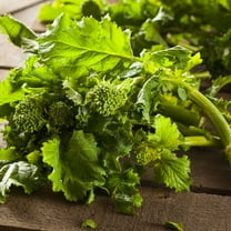 Broccoli Raab 3 Grams ~900 Seeds—Early Fall Rapini—Brassica rapa ruvo—Heirloom, Non-GMO Days to Harvest—Cool-Season Crop for Spring/Fall—Open Pollinated—Garden or Container