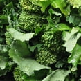 thumbnail image 1 of Broccoli Raab Heirloom Great Vegetable Seeds By Seed Kingdom BULK 20,000 Seeds, 1 of 1