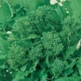 thumbnail image 1 of Broccoli Raab Seeds - Spring Rapini - 1 Lb - Organic, Non-GMO, Heirloom - Vegetable Gardening, Microgreens, 1 of 2