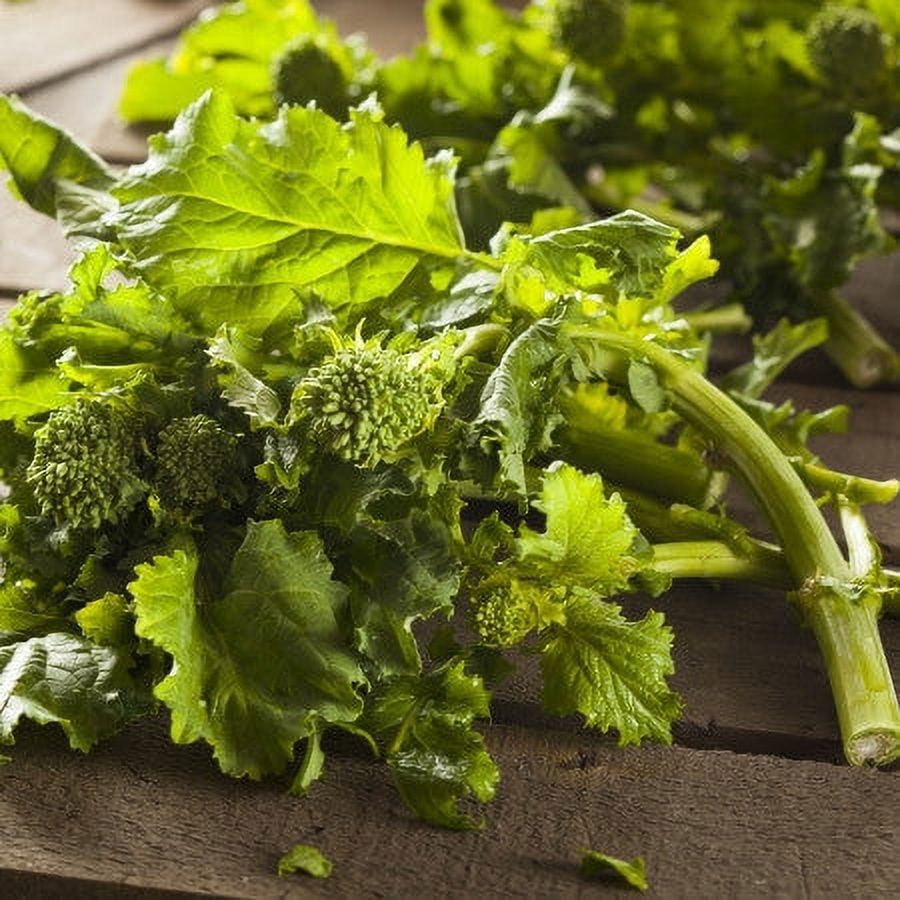 BroccoliRaab Seeds Spring Rapini 1 Ounce Vegetable Seeds
