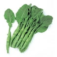 thumbnail image 1 of Broccoli Seeds - Chinese Broccoli - Kailaan - 5 Lb Bulk ~3600000 Seeds - Non-GMO, Heirloom - Asian Garden Vegetable & Microgreens, 1 of 1