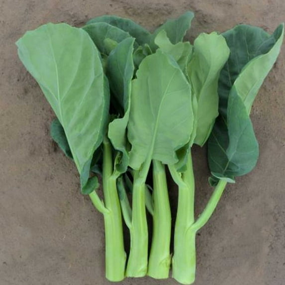 Broccoli Seeds - Chinese Broccoli - Late Jade - Hybrid - 1 Lb ~144000 Seeds - Non-GMO, F1 Hybrid - Asian Garden Vegetable