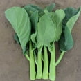 thumbnail image 1 of Broccoli Seeds - Chinese Broccoli - Late Jade - Hybrid - 1 g Packet ~324 Seeds - Non-GMO, F1 Hybrid - Asian Garden Vegetable, 1 of 7