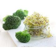 Broccoli Sprouts Seed (500 Seeds) Easy and Fast Growing, Very Healthy Microgreens