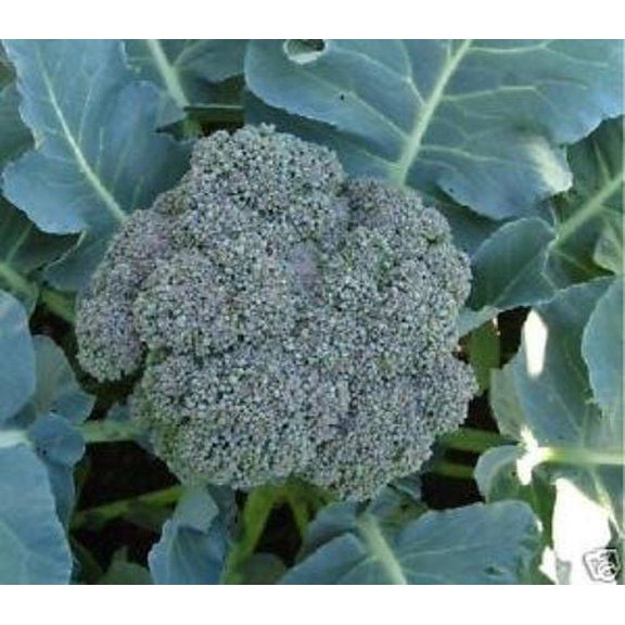 Broccoli Waltham 29 Great Heirloom Vegetable Bulk 10,000 Seeds