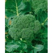 Broccoli Waltham 29 Great Heirloom Vegetable Microgreens Sprouting By Seed Kingdom 1/4 Lb Seeds