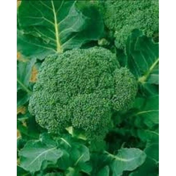 Broccoli Waltham 29 Great Heirloom Vegetable Microgreens Sprouting By Seed Kingdom 1/4 Lb Seeds