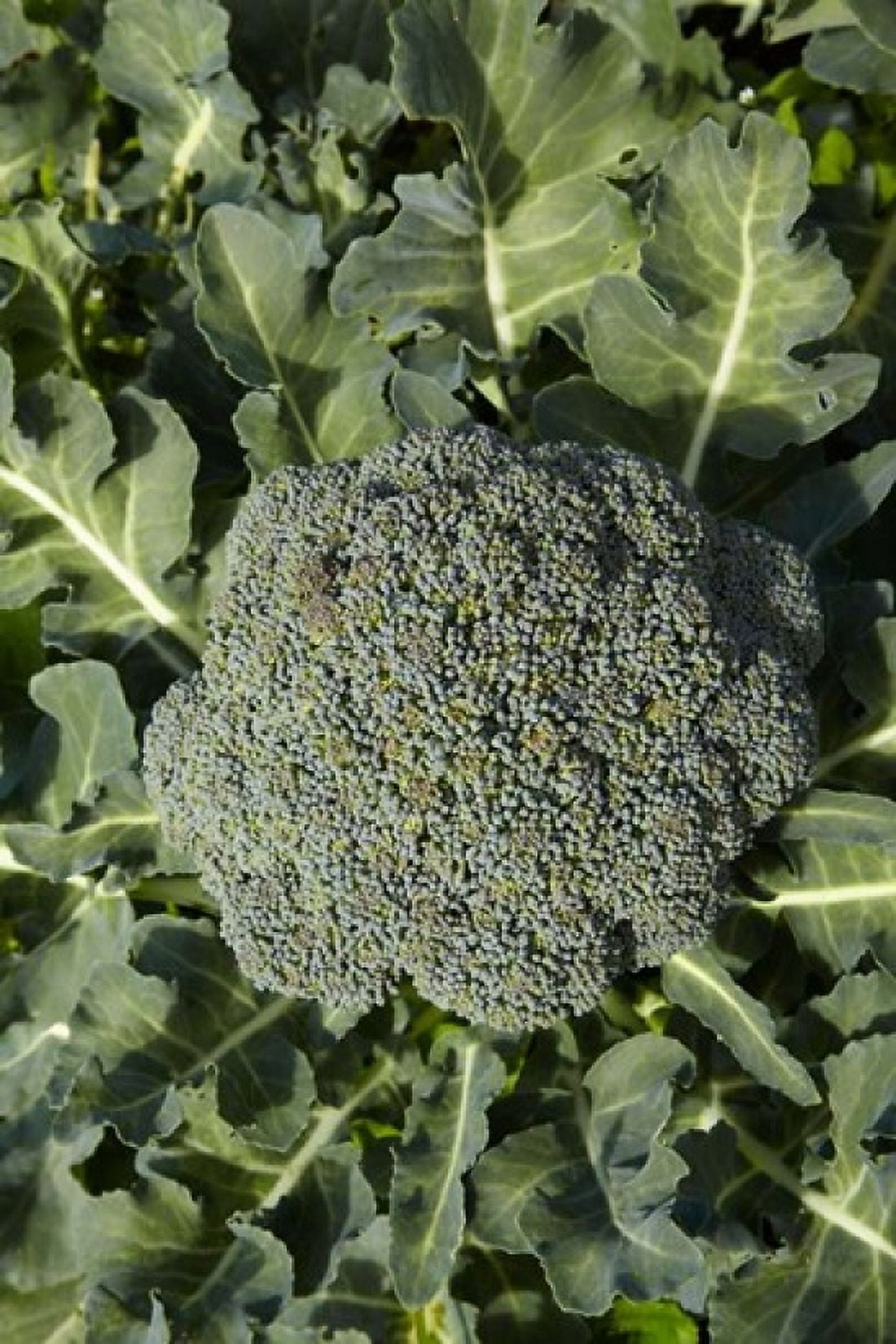 Broccoli growing in the garden Canvas Art - David Wall DanitaDelimont (19 x 29)