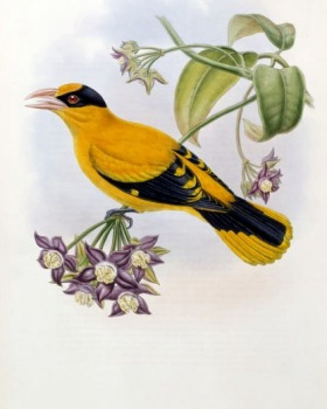 Broderips Oriole John Gould (1804-1881 British) Lithograph Canvas Art - John Gould (24 x 36)