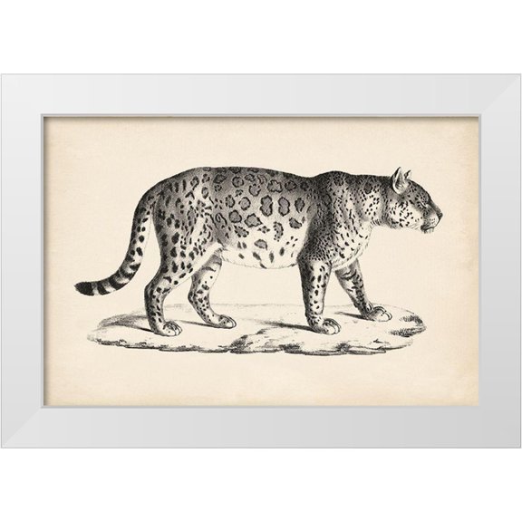 Brodtmann  14x11 White Modern Wood Framed Museum Art Print Titled - Brodtmann Male Leopard