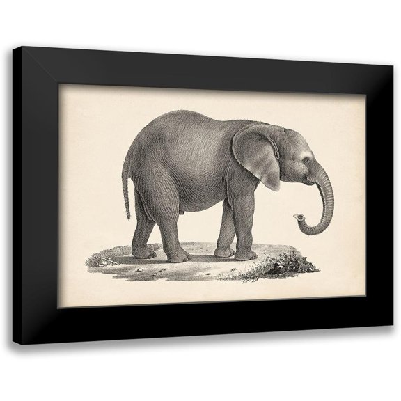 Brodtmann 18x13 Black Modern Framed Museum Art Print Titled - Brodtmann Young Elephant