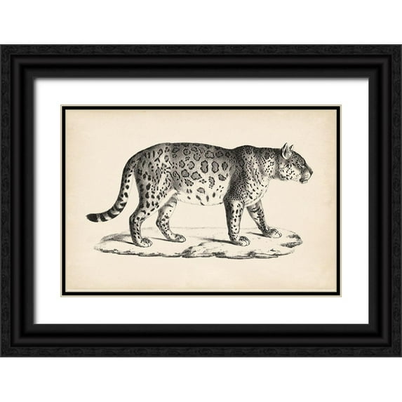 Brodtmann 24x17 Black Ornate Wood Framed with Double Matting Museum Art Print Titled - Brodtmann Male Leopard