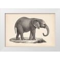 thumbnail image 1 of Brodtmann  24x17 White Modern Wood Framed Museum Art Print Titled - Brodtmann Young Elephant, 1 of 4