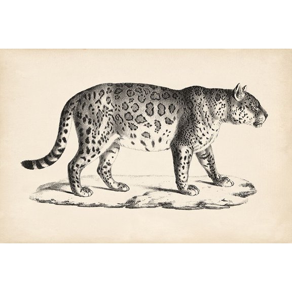 Brodtmann Male Leopard Poster Print - Brodtmann (36 x 24)