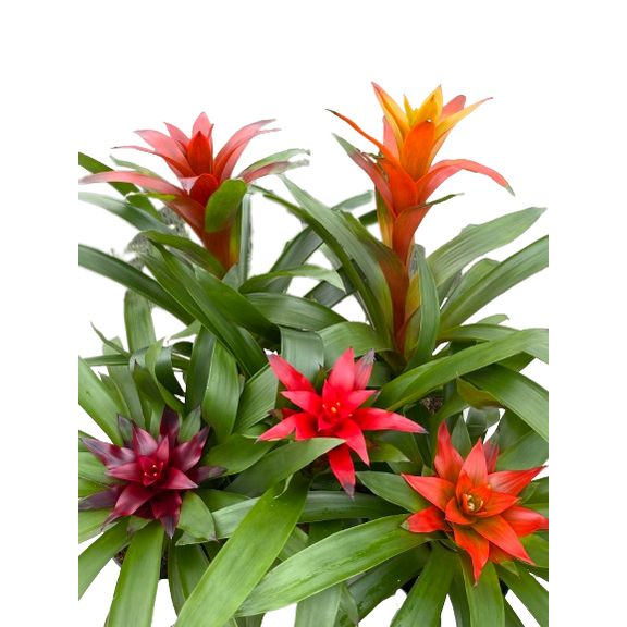 Assorted Bromeliads | Vibrant Tropical Plants for Indoor & Outdoor Decor | Easy Care, Pet Warning, Blooms Summer to Fall 2.5" Pot (Pack of 4)