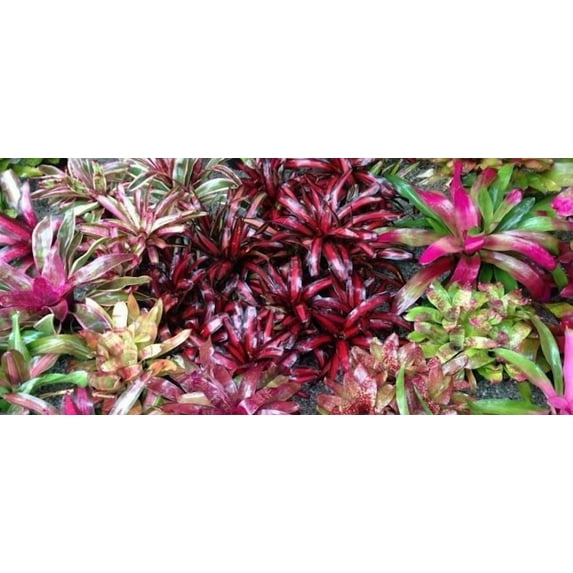 RedCrocus Assorted Bromeliads- Tropical, Colorful Rosette Foliage- Indoor & Outdoor Container Plants 6" Pot
