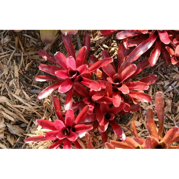 Bromeliad-Neoregelia Assorted-Low Maintenance Plant 6" Pot