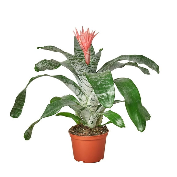 Bromeliad 'Silver Vase', 6" Pot, Indoor Houseplant, Easy Care, Live Plant for Indoor & Outdoor