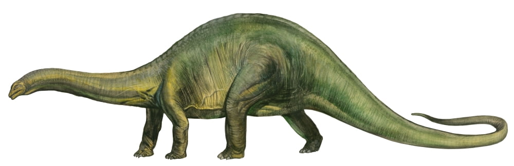 Brontosaurus a prehistoric era dinosaur Canvas Art - Sergey KrasovskiyStocktrek Images (50 x 16)