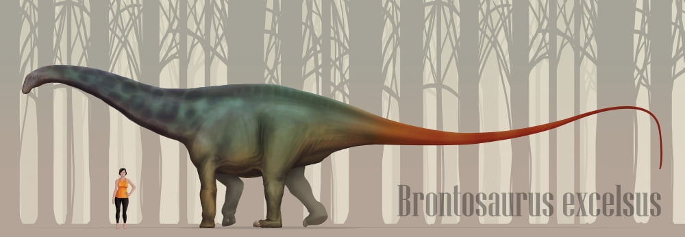 Brontosaurus excelsus size compatison to an adult woman Canvas Art - Christian MasnaghettiStocktrek Images (48 x 17)