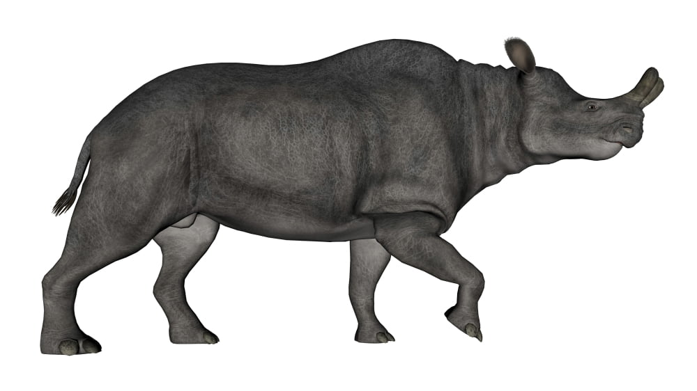 Brontotherium isolated on white background Canvas Art - Elena DuvernayStocktrek Images (19 x 11)