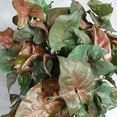 thumbnail image 1 of Bronze Arrowhead Plant - Syngonium/Nepthytis -3" pots/2 pack, 1 of 3