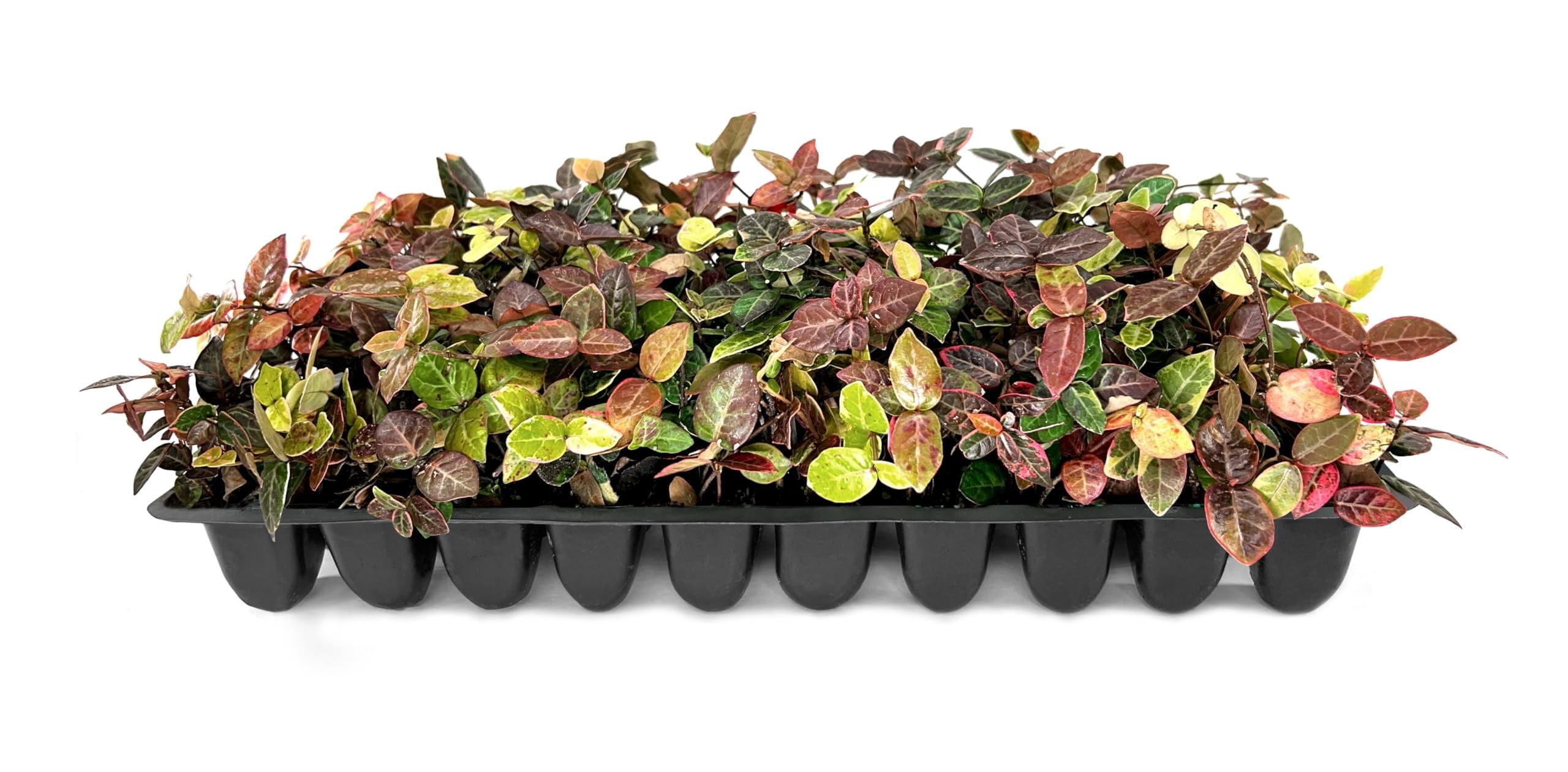 Bronze Asiatic Jasmine | 3 Live Plants | Trachelospermum asiaticum | Evergreen Groundcover with Bronze Foliage | Low-Maintenance Accent for Sun or Shade