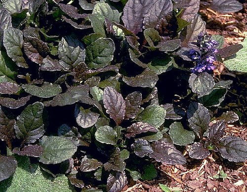 Bronze Beauty Ajuga 48 Plants - Carpet Bugle - 1 3/4" Pots - Very Hardy