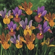 Bronze Dutch Iris Mixture Dormant Spring Flowering Bulbs 25 Pack