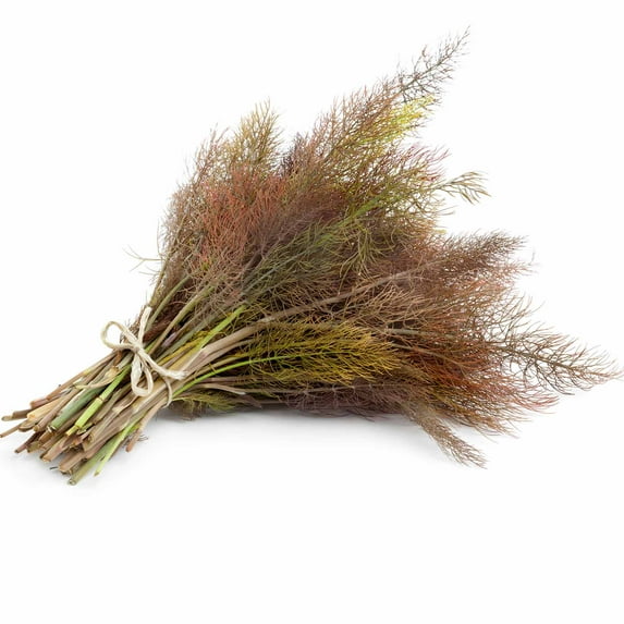 Bronze Fennel Herb Garden Seeds - Non-GMO, Herbal Gardening