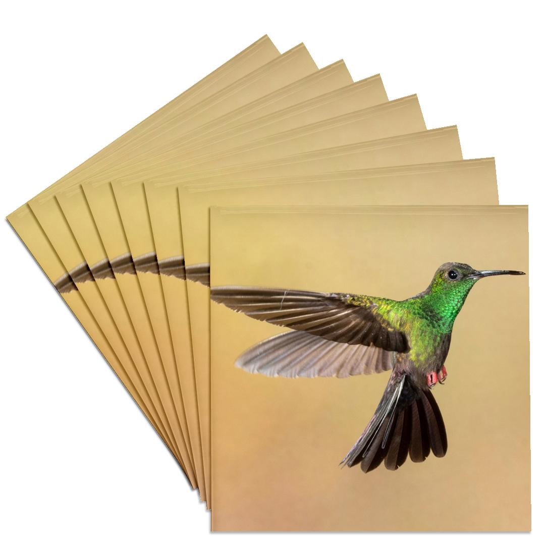 3drose, Bronze-tailed Plumeleteer Flying, Costa Rica, Central America ...
