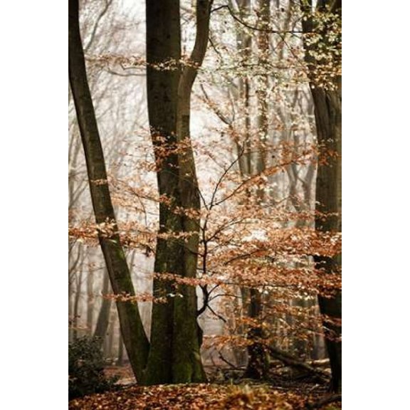 Bronze Tree Canvas Art - Lars Van de Goor (12 x 18)