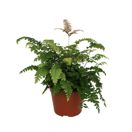 Bronze Venus Fern - Live Plant in a 6 Inch Grower's Pots - Adiantum Hispidulum - Exotic Textured Foliage for Your Home Office Or Garden Space