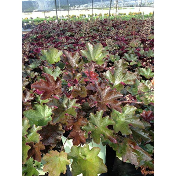 Bronze Wave Coral Bells