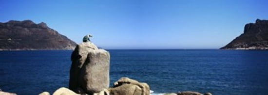 Bronze leopard statue on a boulder Hout Bay Cape Town Western Cape Province South Africa Canvas Art - Panoramic Images (36 x 13)