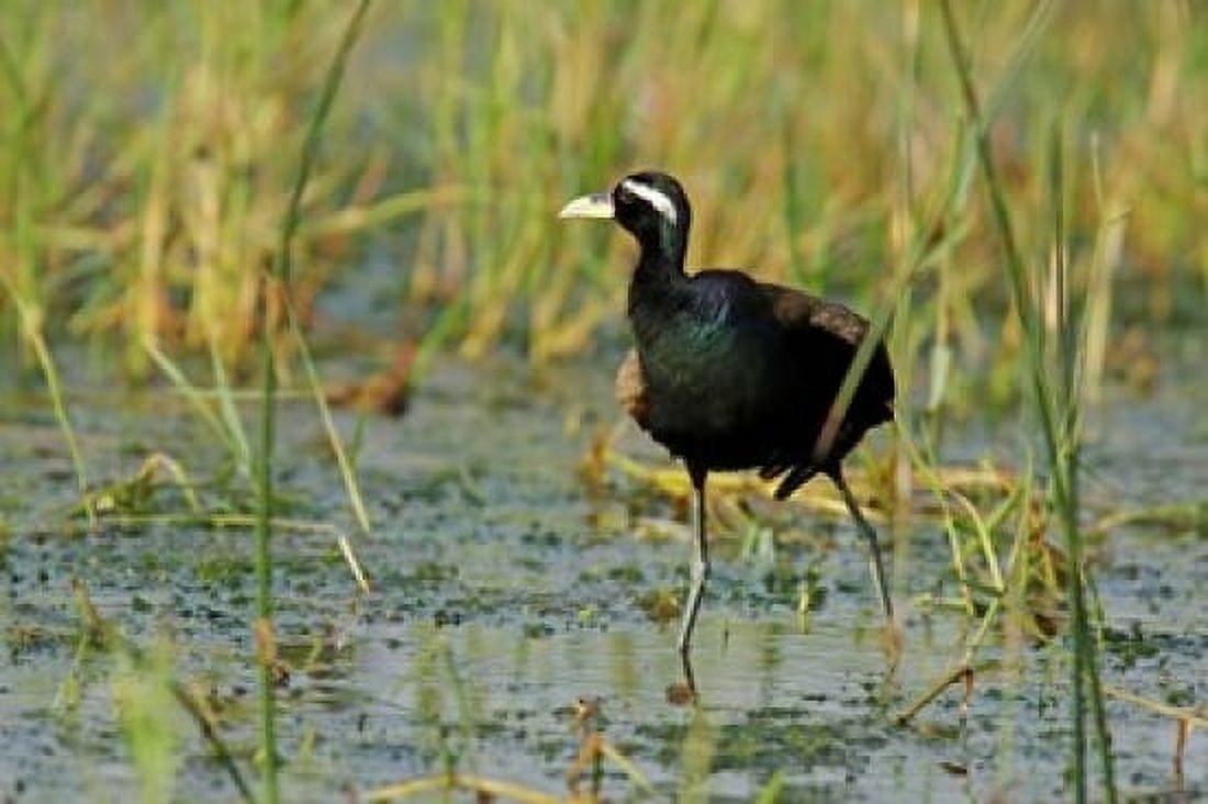 Bronze-winged Jacana bird Keoladeo NP India Canvas Art - Jagdeep Rajput DanitaDelimont (26 x 18)
