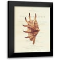 thumbnail image 1 of Brookes, Samuel 15x18 Black Modern Framed Museum Art Print Titled - Shell, Strombus Lambis, 1 of 5