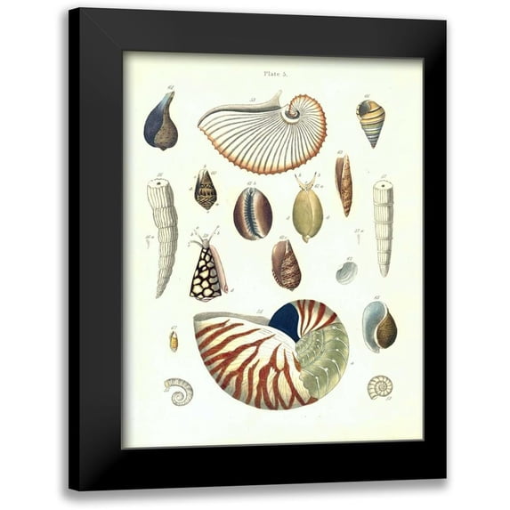 Brookes, Samuel 19x24 Black Modern Framed Museum Art Print Titled - Shells, Plate 5