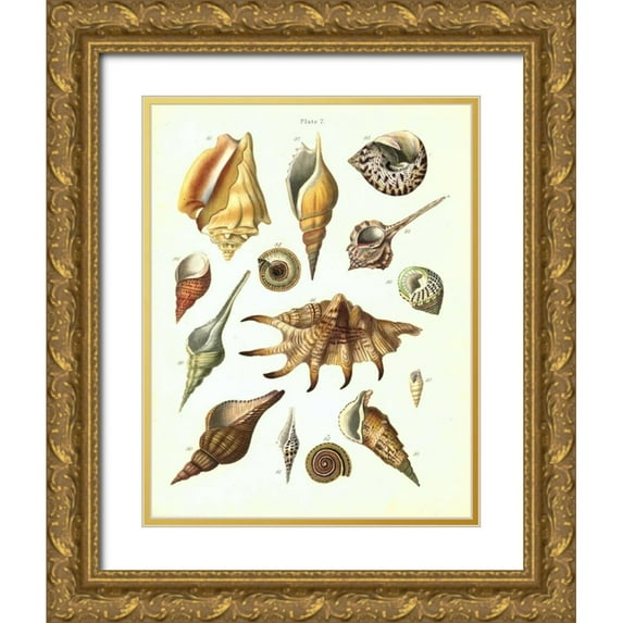 Brookes, Samuel 19x24 Gold Ornate Wood Framed with Double Matting Museum Art Print Titled - Shells, Plate 7