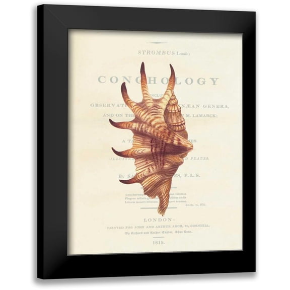 Brookes, Samuel 20x24 Black Modern Framed Museum Art Print Titled - Shell, Strombus Lambis