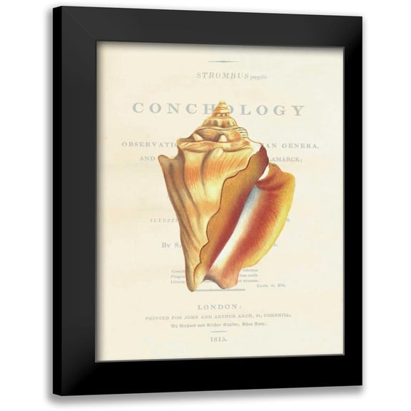 Brookes, Samuel 20x24 Black Modern Framed Museum Art Print Titled - Shell, Strombus Pugilis