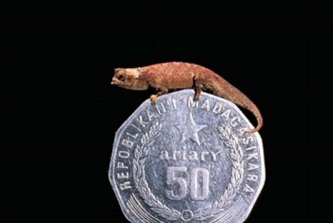 Brookesia Chameleon Masoala Peninsula Madagascar Canvas Art - Pete Oxford DanitaDelimont (35 x 24)