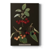 Brookshaw Cherries Premium Gallery Wrapped Canvas - Ready to Hang