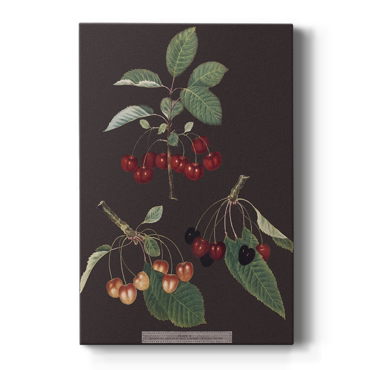 Brookshaw Cherries Premium Gallery Wrapped Canvas - Ready to Hang