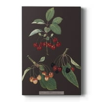 Brookshaw Cherries Premium Gallery Wrapped Canvas - Ready to Hang