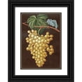 thumbnail image 1 of Brookshaw, George 11x14 Black Ornate Wood Framed with Double Matting Museum Art Print Titled - Alexandria Grapes, 1 of 4