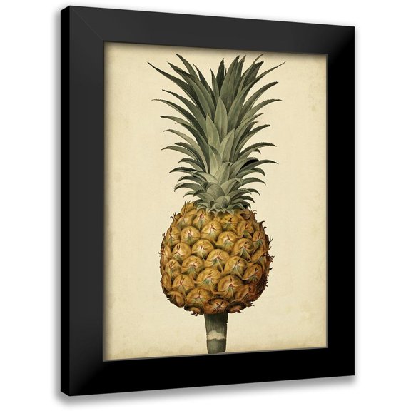 Brookshaw, George 19x24 Black Modern Framed Museum Art Print Titled - Brookshaw Antique Pineapple II