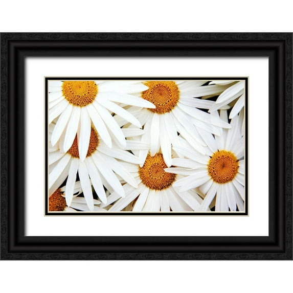 Broom, Michael 14x11 Black Ornate Wood Framed with Double Matting Museum Art Print Titled - Daisy Splash