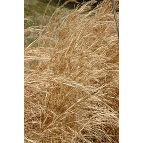Broomsedge